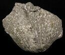 Large Pyrite Replaced Brachiopod - Silica Shale #21087-1